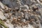 large herd of ibex on mountaintop, grazing and leaping among rocks