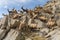 large herd of ibex on mountaintop, grazing and leaping among rocks