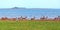 Large herd of Impala run along the shore of Lake Kariba