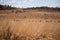 A large herd of impalas lies in tall dry grass in the South African savannah