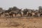 Large herd of Kudu at waterhole