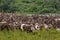 A large herd of reindeer grazing in summer tundra
