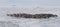 Large herd of reindeer in the winter tundra