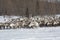 Large herd of reindeers in winter, Yamal