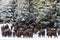 A Large Herd Several Dozen Heads Of Wild European Brown Bison Bison Bonasus Enters The Pine Forest Along The Snow-Covered F