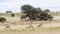 Large herd of springbok resting in the shade of big camelthorn