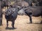 Large herd of water buffalos laying the the savannah, Chobe NP, Botswana, Africa