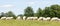 Large herd of white Charolais beef cattle grazing in a grassy pa