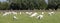 Large herd of white goats in green grassy meadow under blue sky with white clouds in centre of holland near utrecht