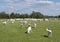 Large herd of white goats in green grassy meadow under blue sky with white clouds in centre of holland near utrecht