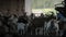 Large herd of white goats with yeanlings in spacious shed