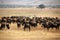 A large herd of wild beasts Grazing, Serengeti National Park, Tanzania