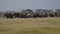 Large Herd Wild Elephants With Baby Eating Grass In Pasture In African Savannah