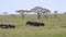 Large Herd Of Wild Elephants With Baby Walking On Grassland In African Savannah