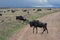 Large herd of wildebeest cross the road