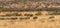 A large herd of Wildebeest Gnu, Connochaetes