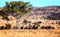 A large herd of Wildebeest Gnu, Connochaetes