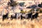 A large herd of Wildebeest Gnu, Connochaetes