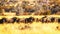A large herd of Wildebeest Gnu, Connochaetes