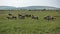 A large herd of wildebeest graze on the green grass of the African savanna.