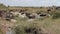 Large herd of wildebeest grazing in the field.