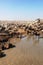 Large herd of wildebeest and zebras in Serengeti National Park