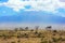 Large herd of zebras graze