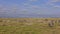 A large herd of zebras and wildebeests is resting in the savanna