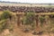 Large herds of wildebeest. Mara River, Kenya