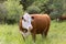 Large Hereford Cattle in Green Grass