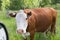 Large Hereford Cattle in Green Grass