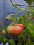 A large heritage beefsteak tomato shown in a semi ripe state