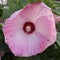 Large hibiscus bloom