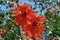 Large hibiscus shrub with double red trumpet-shaped flowers