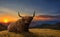 Large highland cattle in a meadow in top of a hill