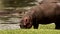 A large hippo with a bird on its back.