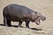 Large hippo bull walking on the bank of river