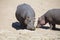 Large hippo bull walking on the bank of river