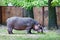 A large hippo eats green grass near large oaks