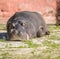 Large Hippo Resting Under Sunlight