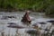 A large hippo roaring and jumping in the water