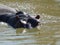 Large Hippopotamus swimming in murky water with a tiny bird on its neck