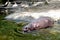 A large hippopotamus walks into the green water from the shore, eyes above the water. Pink brown hippo in a zoo