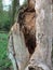 A large hollow in an old oak