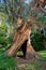 Large hollow twisted eucalyptus tree