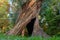 Large hollow twisted eucalyptus tree