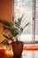 Large home green plant howea in wicker pot basket standing on wooden floor. House indoor interior decoration accessory with