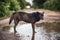 A large homeless black dog with a sad look stands in a muddy puddle