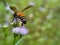 A large honey bee searches for nectar in a small grass flower on an isolated blurred background