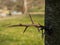 Large Honey Locust Thorns. Needles, thorns. Camel thorns